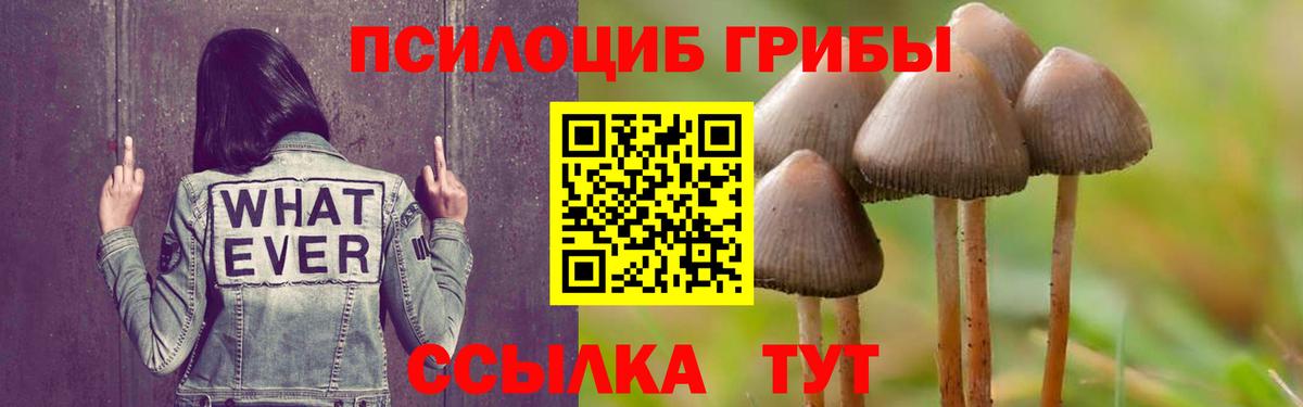 Галлюциногенные грибы Psilocybine cubensis Назарово